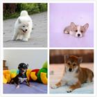 盐城犬舍地址卖狗的地方