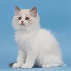 湖南衡阳双血统布偶猫猫舍直销