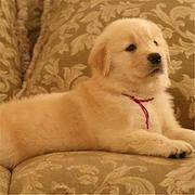 吕梁卖金毛的犬舍，犬舍金毛一般价位