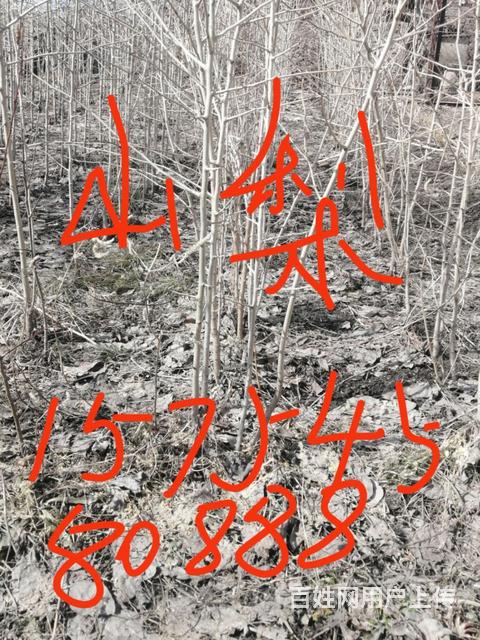 各种果树花卉苗的图片