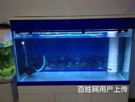 专职鱼病治疗 鱼缸清洗 鱼缸造景 鱼缸加氧设计的图片