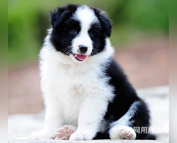 雅安上哪可以看到边牧犬舍，边牧犬舍地址位置的图片