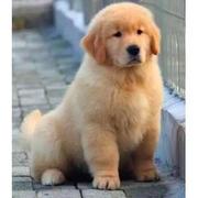 嘉兴哪里有双血统金毛犬 包纯种健康签协议包养活