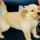 纯种健康金毛幼犬、品种齐全纯正血统 品质有保证