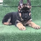 荆州哪有繁殖德牧幼犬的，德牧幼犬多少钱一只