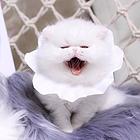孝感本地哪里有专门卖猫的地方？纯种波斯猫多少钱？