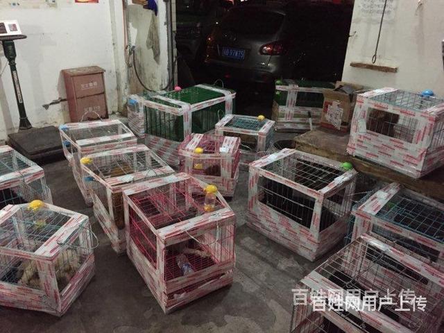 惠州惠东宠物托运猫狗邮寄快递陆运空运宠物活体运输今日推荐