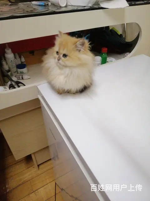 可爱的图片