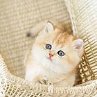 那里有猫咪金渐层短毛猫 随便拍都好看 无病无鲜