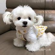 【货到付款】通化马尔济斯犬哪里有 完美马尔济斯血统赛级挑选