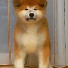 绵阳【*推荐】秋田犬舍‖秋田养殖场