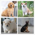 淮北犬舍地址卖狗的地方