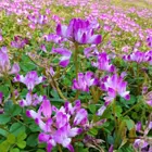 乌鲁木齐目前红花草种子经营部