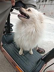 出售纯种博美犬