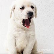 通化拉布拉多价格拉布拉多多少钱一只