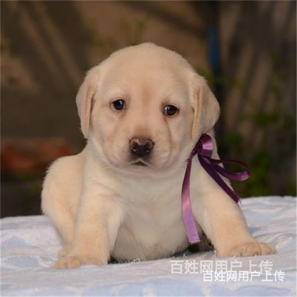 吐鲁番宠物店卖拉布拉多的在哪哪里有卖的图片