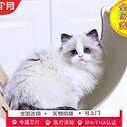 布偶猫价格 布偶猫体重 布偶猫性别有什么区分