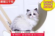 布偶猫价格 布偶猫体重 布偶猫性别有什么区分