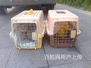 2022扶沟宠物托运（猫咪狗狗）邮寄（承接所有活体宠物运输）