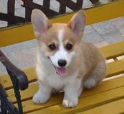 唐山柯基怎么卖 纯种柯基犬 柯基犬价格 柯基犬幼犬