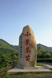 白茶苗 黄茶苗 奶白茶 极白苗 龙井黄苗 茶苗上市