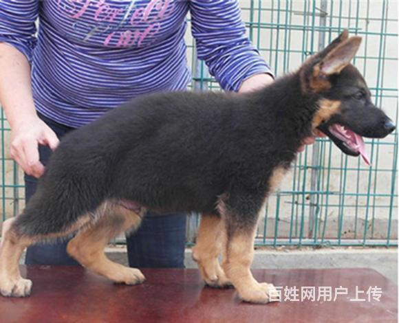 通辽卖德牧的犬舍，犬舍德牧一般价位的图片