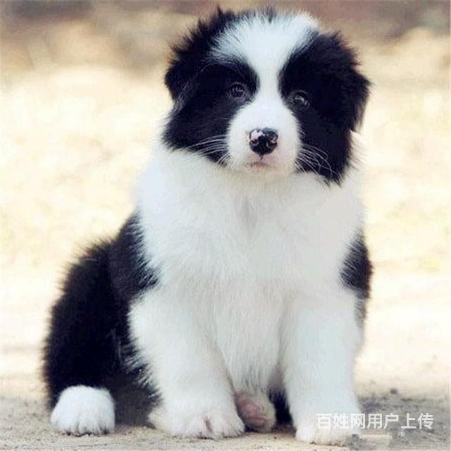 泰安比较靠谱的卖边牧的地方联系方式的图片