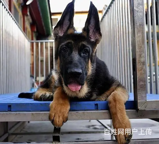 德国牧羊犬出售 纯种锤系德牧价格 德牧犬多少钱的图片