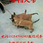 纯血统马犬幼犬 咬口紧 弹跳上墙 价格不高疫苗齐全