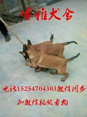 纯血统马犬幼犬 咬口紧 弹跳上墙 价格不高疫苗齐全