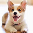 赛级柯基犬 保证血统 保健康 签合同