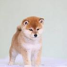 赛级日本柴犬 双血统 保健康 终身售后