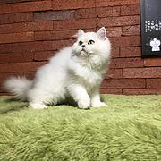 仙桃纯种金吉拉猫舍 正规猫舍家庭式繁育