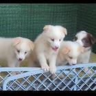 双血统边牧幼犬