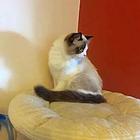 昆明哪里买布偶猫纯血统◆布偶猫多少钱一只