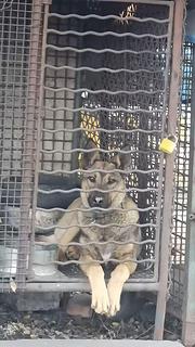 出售昆明犬