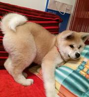 鞍山【*推荐】秋田犬舍‖秋田养殖场