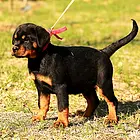 雅安犬舍推荐-正规养殖罗威纳的地方