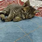 自己家的田园猫生下的小猫