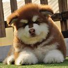 巨型阿拉犬舍 阿拉价格 阿拉斯加图片 阿拉斯加多少