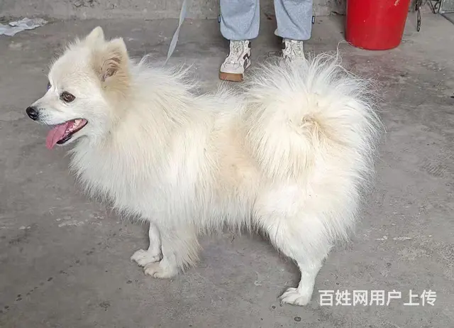 出售精品银狐犬的图片