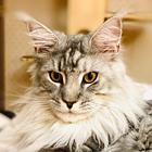 本地哪里有卖缅因猫的多少钱一只 缅因猫好养吗
