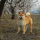 纯种赛级柴犬价格 纯种柴犬多少钱一只 柴犬图片