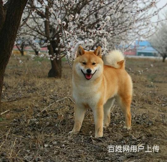 纯种日系柴犬出售 北京哪里有柴犬 纯种柴犬价格的图片