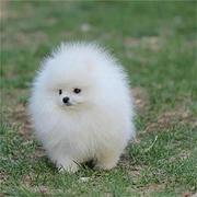 周口正规博美犬舍地点联系方式