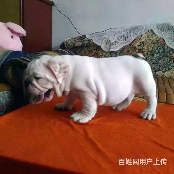 宝鸡 近法斗养殖场- 近法斗养殖场批发价格的图片