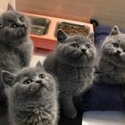 新乡本地猫舍繁殖纯种蓝猫，可以送货上门