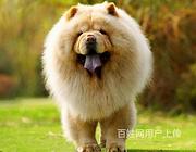 黄石活体动物托运，宠物狗托运，宠物猫托运哪家便宜