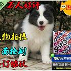 赛级纯种边境牧羊犬 颜色齐全边牧 多只可选 可签协