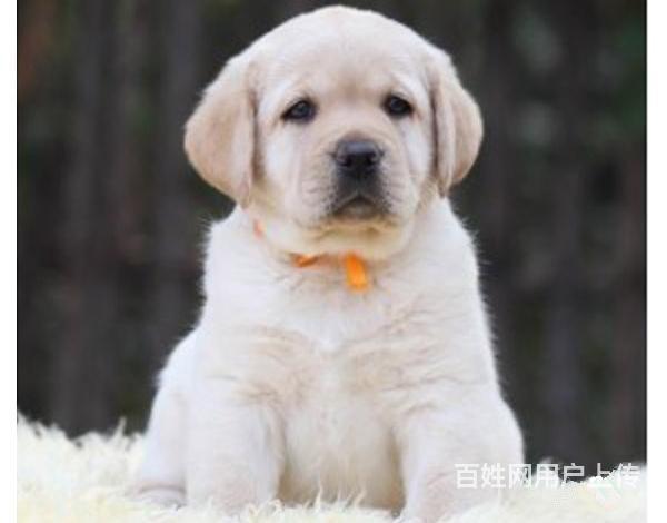 通辽纯种拉布拉多去哪儿卖▲纯种拉布拉多犬舍的图片